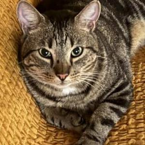 Lost Cat Tommy Pockets