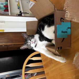 Image of Patches, Lost Cat