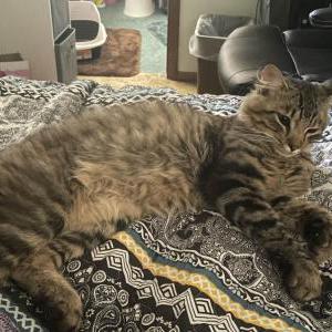 Lost Cat Tucker