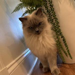 Image of Snowball, Lost Cat