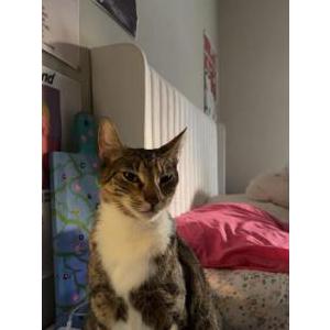 Lost Cat mama