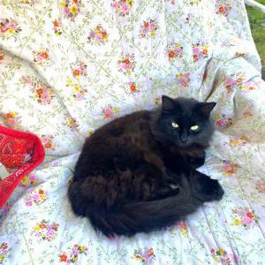 Lost Cat Vee