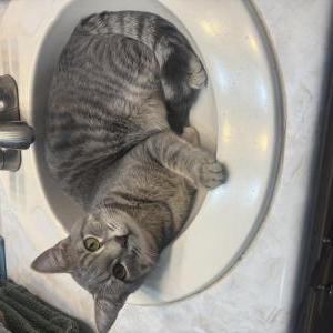 Image of Teddy, Lost Cat