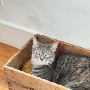 Image of Evy, Lost Cat