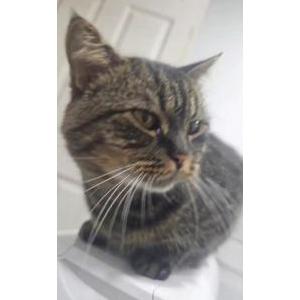 Lost Cat Lukas