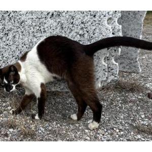 Found Cat Unsure