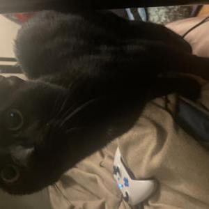 Image of alex, Lost Cat