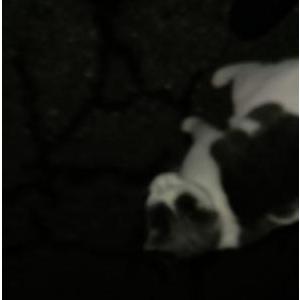 Image of Gray/white cat, Found Cat