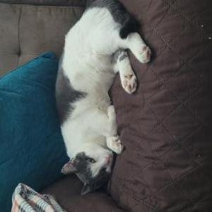 Lost Cat Manchita