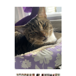 Image of Tuffy, Lost Cat