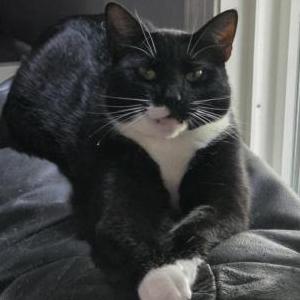 Lost Cat Cash (Chewy)