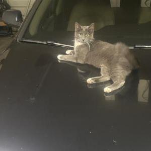 Image of Ripley, Lost Cat