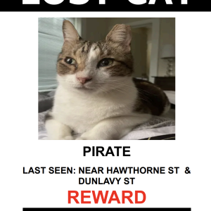 Lost Cat PIRATE