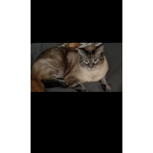 Lost Cat Mink