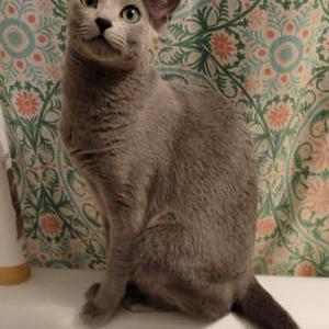 Lost Cat Sylvie