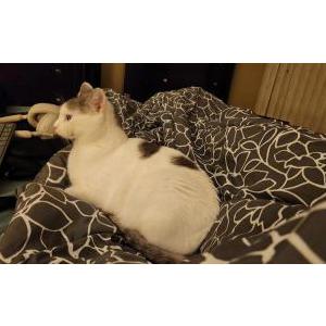 Lost Cat Bean