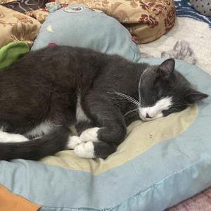 Image of Mars, Lost Cat