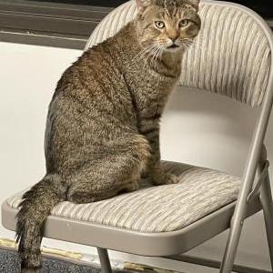 Lost Cat PEPPER