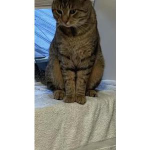 2nd Image of PEPPER, Lost Cat
