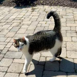 Image of Oliver, Lost Cat
