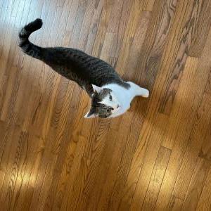 2nd Image of Oliver, Lost Cat