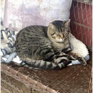 Lost Cat Lucifer