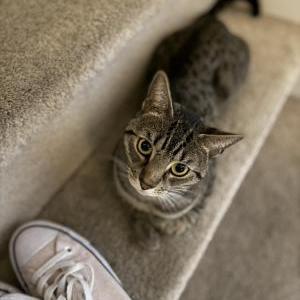 Lost Cat Loki