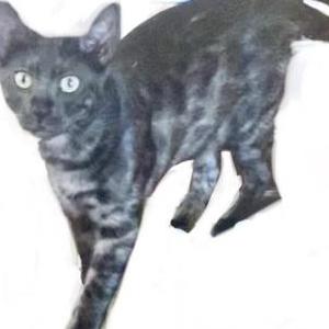 Lost Cat Grayson