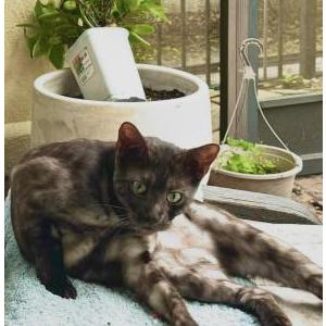 2nd Image of Grayson, Lost Cat
