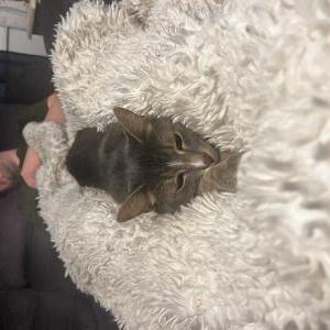 Image of Hayhay, Lost Cat