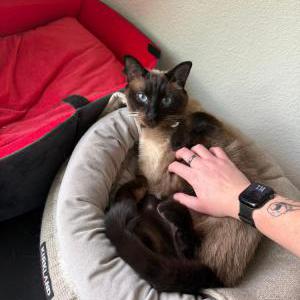 Image of Vizzy, Lost Cat