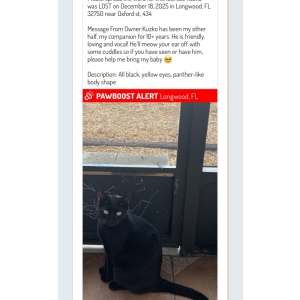 Lost Cat Kuzko