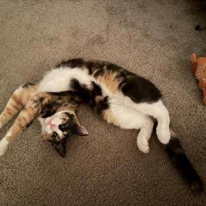 Image of Luna / Sundae, Lost Cat