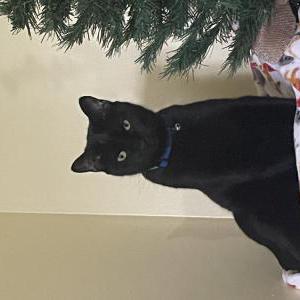 Image of Shadow, Lost Cat