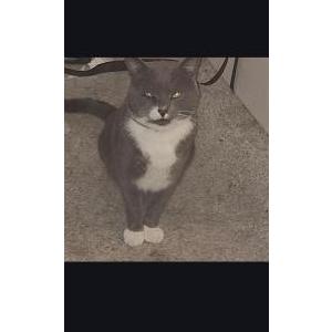 Image of Zaza, Lost Cat