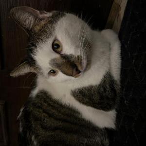 Image of Unknown, Found Cat
