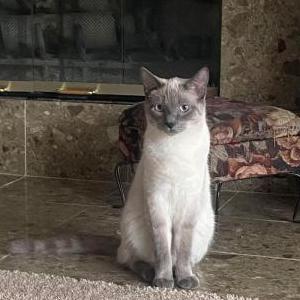 Image of Gunston, Lost Cat