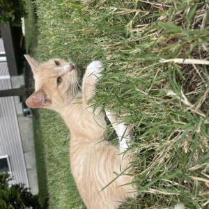 Image of Ember, Lost Cat