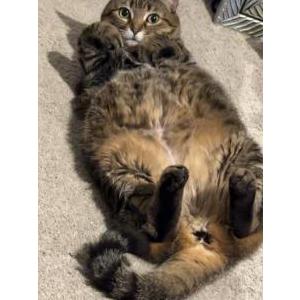 Lost Cat Bonita