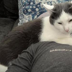 Image of Buddy, Lost Cat