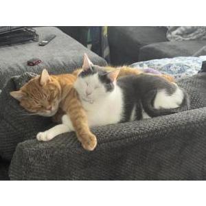 2nd Image of Buddy, Lost Cat