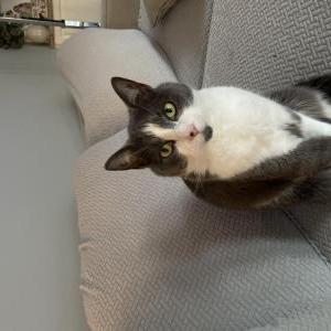 Lost Cat Echo