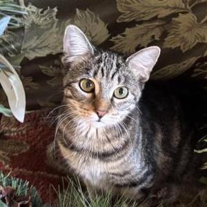 Image of Phoenix or Fifi, Lost Cat