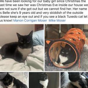Lost Cat Belle