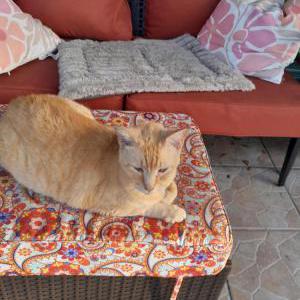 Lost Cat Tigger