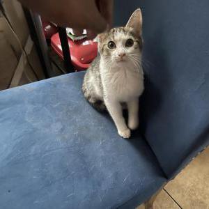 Lost Cat It