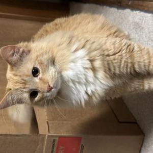 Found Cat Unknown