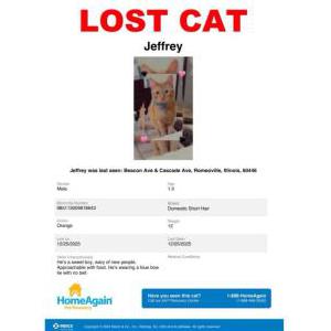 Lost Cat Jeffrey