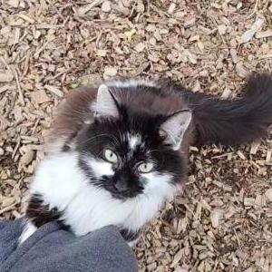 Image of Sushi, Lost Cat