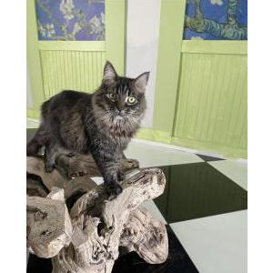 Lost Cat Nola